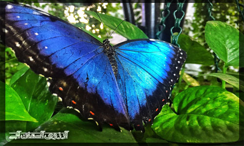 باغ پروانه دبی